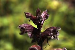 Orobanche owerinii