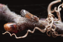 Cacopsylla melanoneura