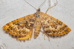 Asaphodes stephanitis