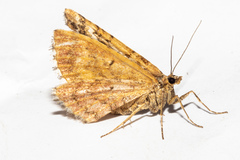 Asaphodes stephanitis