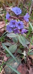 Pulmonaria officinalis