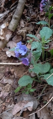 Pulmonaria officinalis