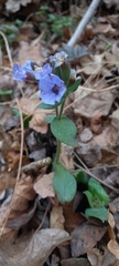 Pulmonaria officinalis
