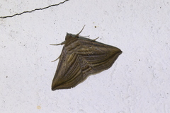 Itomia opisthographa