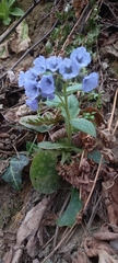 Pulmonaria officinalis