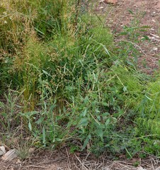 Atriplex patens