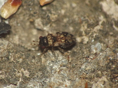 Appolonius