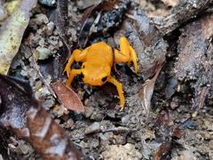 Brachycephalus ephippium