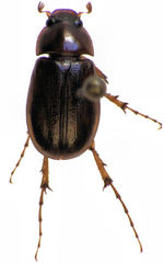 Sericospilus glabratus