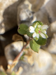 Stellaria media