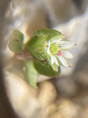 Stellaria media