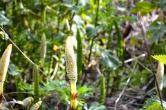 Equisetum telmateia