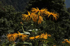Inula magnifica