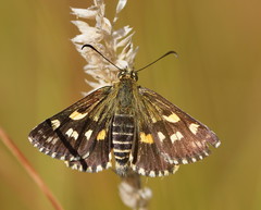 Hesperilla munionga