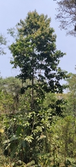 Vateria indica