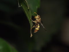 Ropalidia variegata