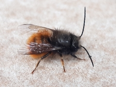 Osmia cornuta