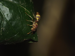 Ropalidia variegata