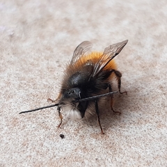 Osmia cornuta