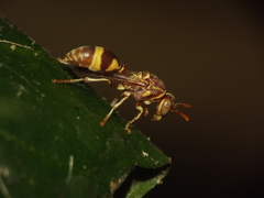 Ropalidia variegata