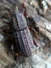 Mitoplinthus caliginosus