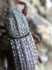 Mitoplinthus caliginosus