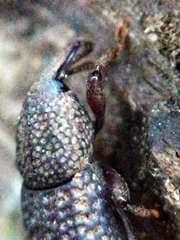 Mitoplinthus caliginosus