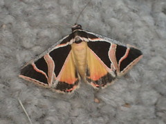 Xenogenes gloriosa