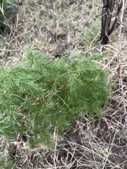 Asparagus buchananii