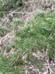 Asparagus buchananii