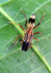 Emertonius exasperans