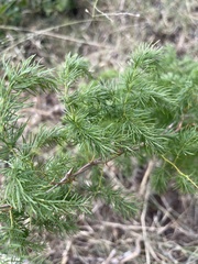 Asparagus buchananii