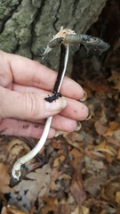 Coprinopsis mitrispora