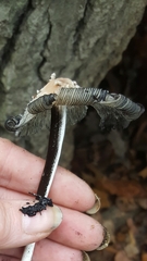 Coprinopsis mitrispora