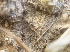 Lasius