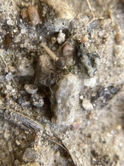 Lasius