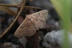 Cerynea trogobasis