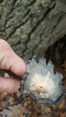 Coprinopsis mitrispora