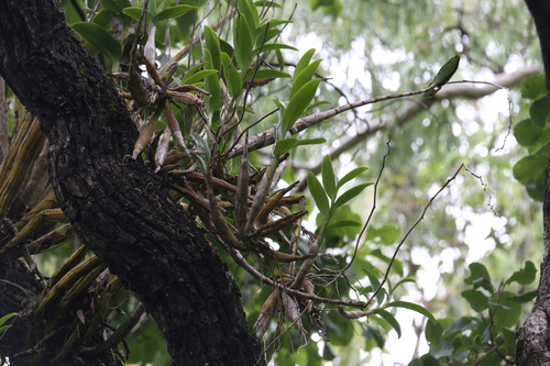 Image of Dendrobium discolor by (c) Hugo Innes, some rights reserved (CC BY)