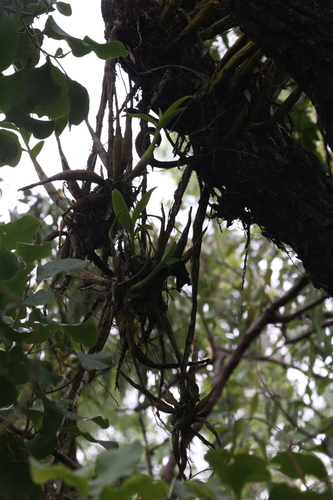 Image of Dendrobium discolor by (c) Hugo Innes, some rights reserved (CC BY)