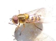 Syrphus