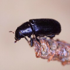 Tomicus piniperda