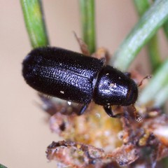 Tomicus piniperda