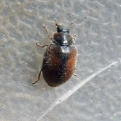 Scymnus suturalis