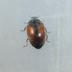 Scymnus suturalis
