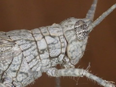 Coryphistes interioris