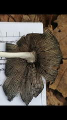 Coprinopsis mitrispora