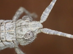 Coryphistes interioris