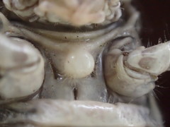 Coryphistes interioris