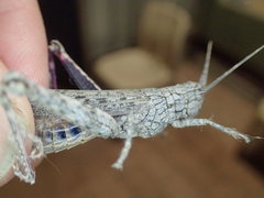 Coryphistes interioris